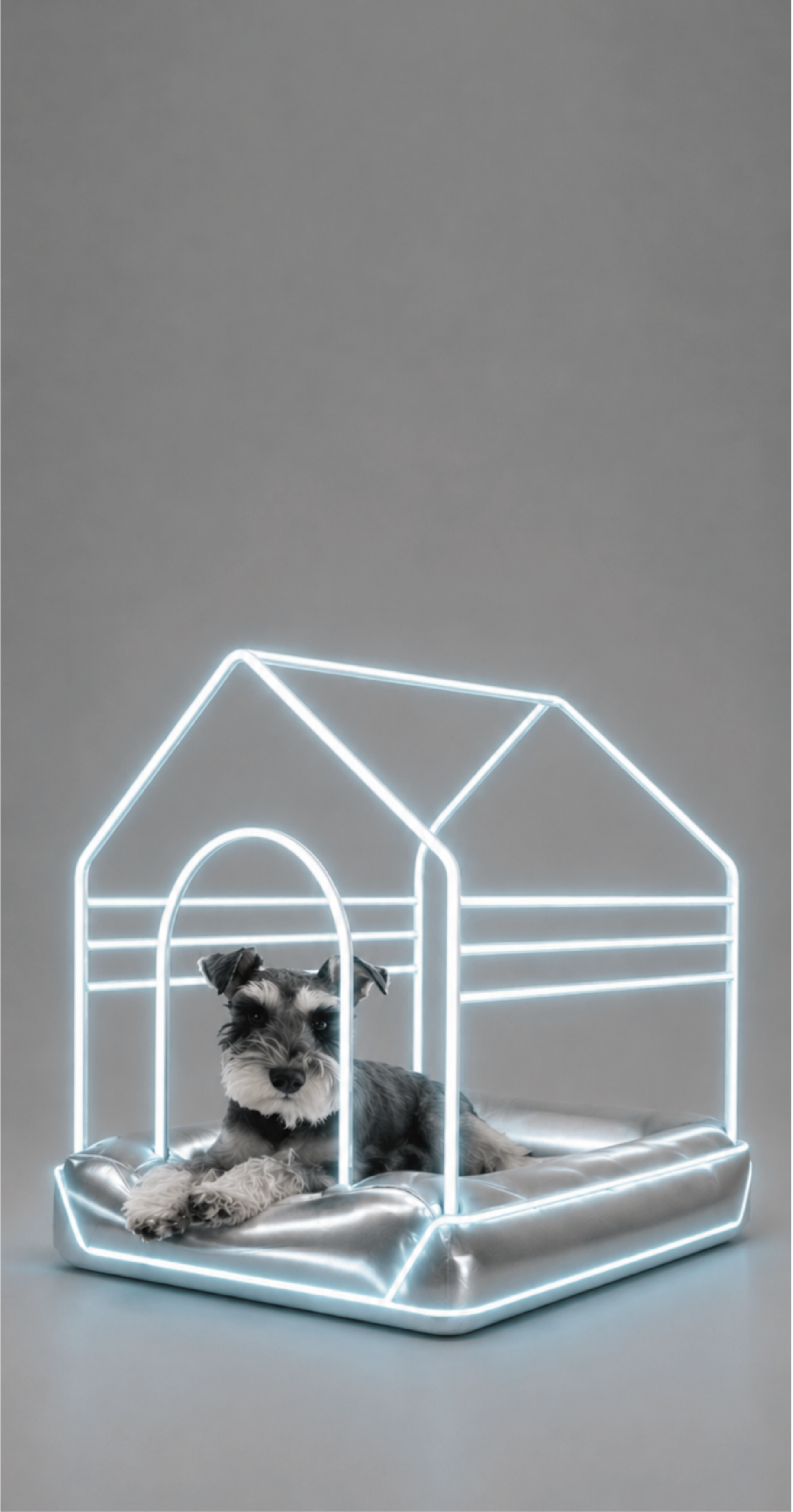 New era pet collection