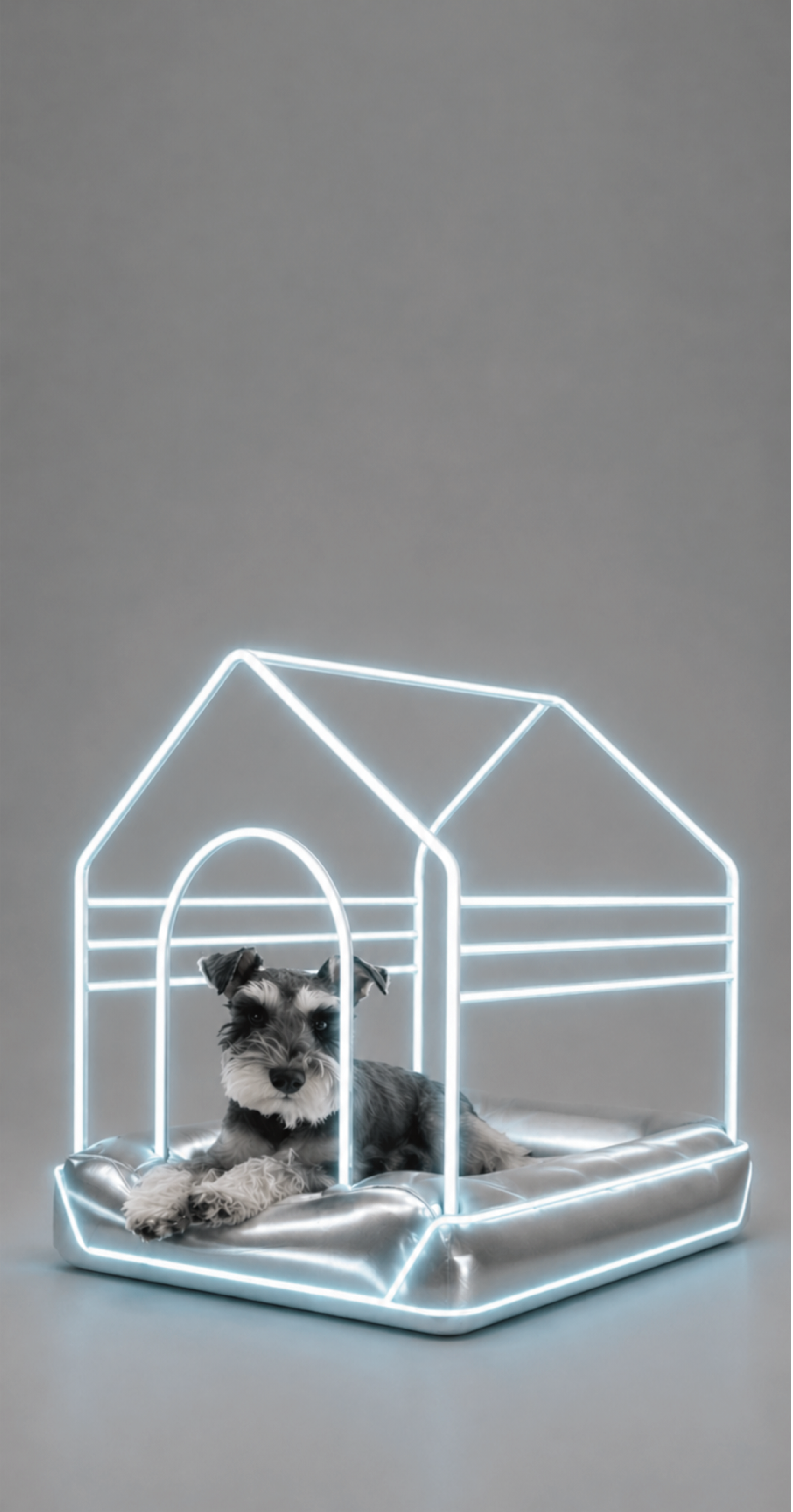 New era pet collection